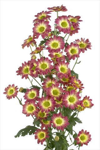 foto van een variëteit aan bloemen, te gebruiken als: Snijbloemen Chrysanthemum Vulcano