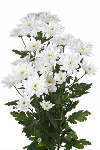 foto van een variëteit aan bloemen, te gebruiken als: Snijbloemen Chrysanthemum Baltica