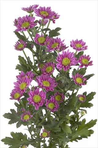 foto van een variëteit aan bloemen, te gebruiken als: Snijbloemen Chrysanthemum Amazon