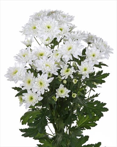 foto van een variëteit aan bloemen, te gebruiken als: Snijbloemen Chrysanthemum Milano White