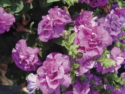 foto van een variëteit aan bloemen, te gebruiken als: Potplant, perkplant, patioplant, korfplant Petunia pendula Viva Double Purple