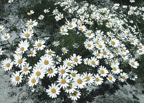 foto van een variëteit aan bloemen, te gebruiken als: Perkplant / Borders Anthemis carpatica Karpatenschnee (Snowcarpet)