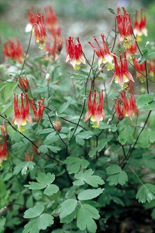 foto van een variëteit aan bloemen, te gebruiken als: Pot - en perkplant Aquilegia canadiensis Little Lanterns