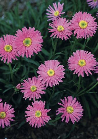 foto van een variëteit aan bloemen, te gebruiken als: Perkplant / Borders Aster alpinus Pinkie 