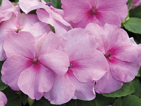 foto van een variëteit aan bloemen, te gebruiken als: Potplant, perkplant, patioplant Impatiens walleriana Accent Pink Imp