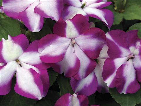 foto van een variëteit aan bloemen, te gebruiken als: Potplant, perkplant, patioplant Impatiens walleriana Accent Violet Star Imp