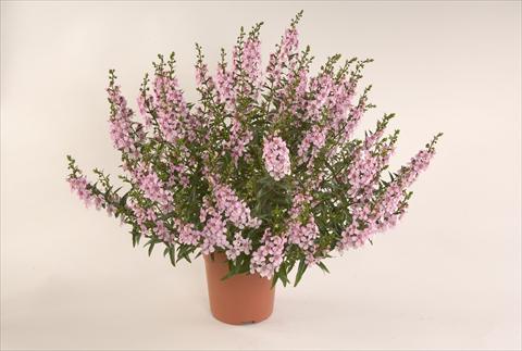 foto van een variëteit aan bloemen, te gebruiken als: Patioplant, potplant Angelonia angustifolia Alonia Pastel Pink