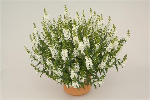 foto van een variëteit aan bloemen, te gebruiken als: Patioplant, potplant Angelonia angustifolia Alonia White
