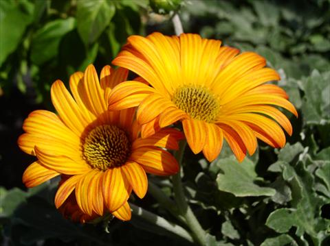 foto van een variëteit aan bloemen, te gebruiken als: Pot - en perkplant Arctotis Hayley