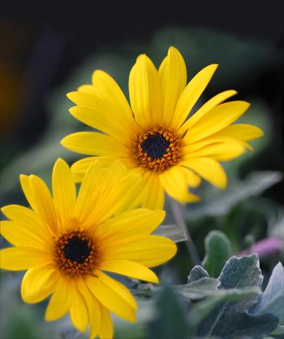 foto van een variëteit aan bloemen, te gebruiken als: Pot - en perkplant Arctotis Hellow