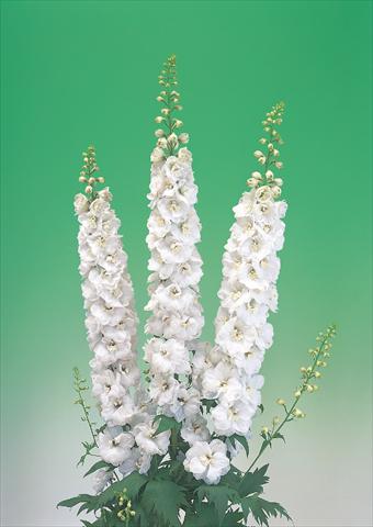 foto van een variëteit aan bloemen, te gebruiken als: Snijbloemen Delphinium elatum Aurora F1