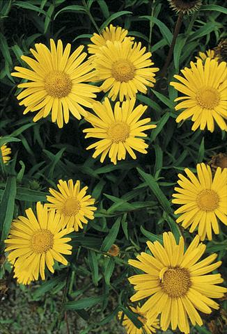 foto van een variëteit aan bloemen, te gebruiken als: Perkplant / Borders Buphtalmum salicifolium Alpengold