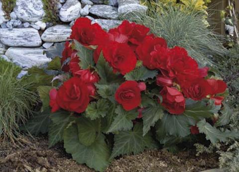 foto van een variëteit aan bloemen, te gebruiken als: Potplant, perkplant, patioplant, korfplant Begonia tuberosa Go Early F1 Red