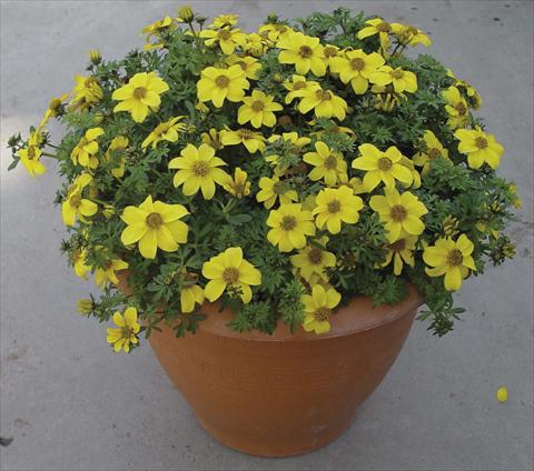 foto van een variëteit aan bloemen, te gebruiken als: Potplant, perkplant, patioplant Bidens ferulifolia Golddust Yellow