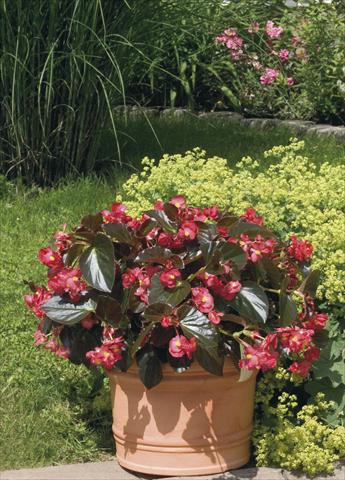 foto van een variëteit aan bloemen, te gebruiken als: Potplant, perkplant, patioplant, korfplant Begonia x benariensis BIG