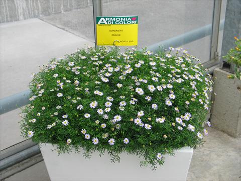 foto van een variëteit aan bloemen, te gebruiken als: Potplant, patioplant, korfplant Brachyscome Surdaisy® Mauve