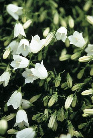 foto van een variëteit aan bloemen, te gebruiken als: Perkplant / Borders Campanula cochleariifolia Bavaria White