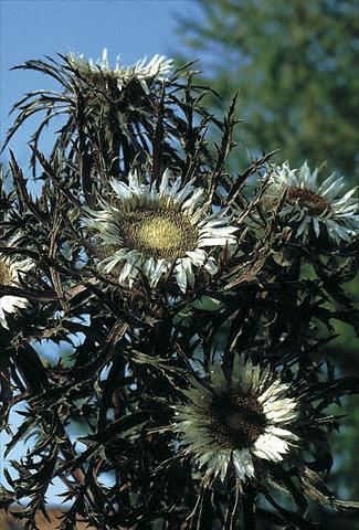 foto van een variëteit aan bloemen, te gebruiken als: Perkplant / Borders Carlina acaulis Bronze
