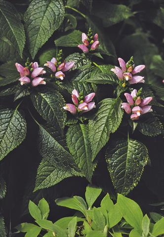foto van een variëteit aan bloemen, te gebruiken als: Perkplant / Borders Chelone lyonii Pink Temptation