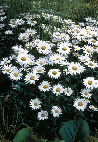 foto van een variëteit aan bloemen, te gebruiken als: Pot - en perkplant Chrysanthemum maximum Brightside
