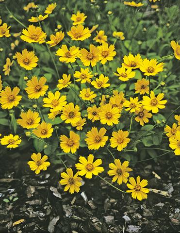 foto van een variëteit aan bloemen, te gebruiken als: Perkplant / Borders Coreopsis auriculata f. nana Elfin Gold