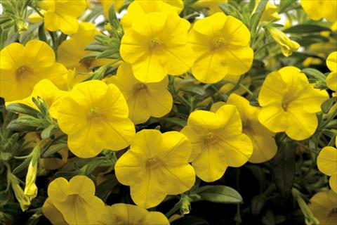 foto van een variëteit aan bloemen, te gebruiken als: Potplant, perkplant, patioplant, korfplant Calibrachoa Callie® Deep Yellow
