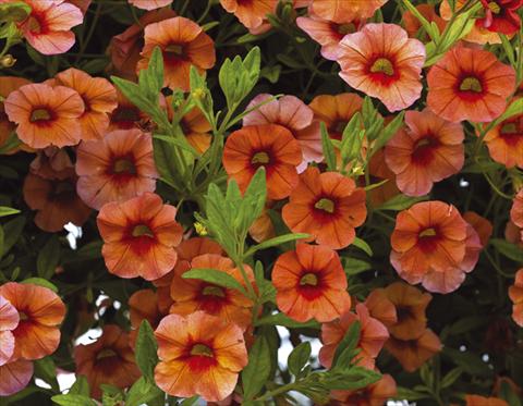 foto van een variëteit aan bloemen, te gebruiken als: Potplant, perkplant, patioplant, korfplant Calibrachoa Callie® Orange