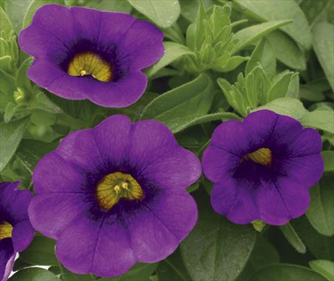 foto van een variëteit aan bloemen, te gebruiken als: Potplant, perkplant, patioplant, korfplant Calibrachoa Callie® Purple