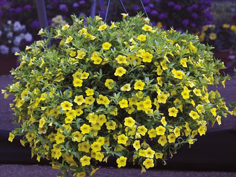 foto van een variëteit aan bloemen, te gebruiken als: Potplant, perkplant, patioplant, korfplant Calibrachoa Callie® Yellow 08