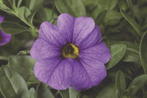 foto van een variëteit aan bloemen, te gebruiken als: Potplant, perkplant, patioplant, korfplant Calibrachoa Callie® Light Blue