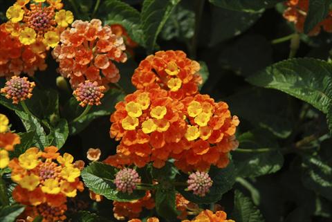 foto van een variëteit aan bloemen, te gebruiken als: Potplant, perkplant, patioplant, korfplant Lantana camara TOP Calippo Mandarin