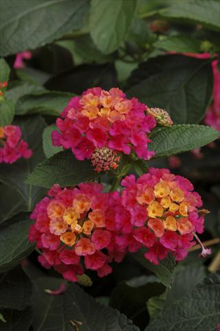 foto van een variëteit aan bloemen, te gebruiken als: Potplant, perkplant, patioplant, korfplant Lantana camara TOP Calippo Pink