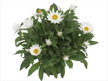 foto van een variëteit aan bloemen, te gebruiken als: Pot - en perkplant Helichrysum (Bracteantha) Dazette Satin