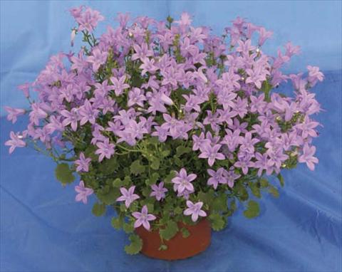 foto van een variëteit aan bloemen, te gebruiken als: Pot - en perkplant Campanula portenschlagiana Catharina Improved