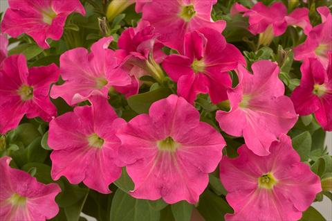 foto van een variëteit aan bloemen, te gebruiken als: Potplant, patioplant, korfplant Petunia Candy Pink Ray