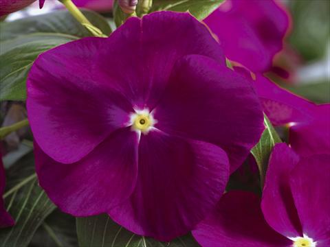 foto van een variëteit aan bloemen, te gebruiken als: Pot - en perkplant Catharanthus roseus - Vinca Nirvana© Violet