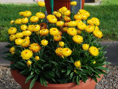foto van een variëteit aan bloemen, te gebruiken als: Pot - en perkplant Helichrysum (Bracteantha) Dazette Mambo