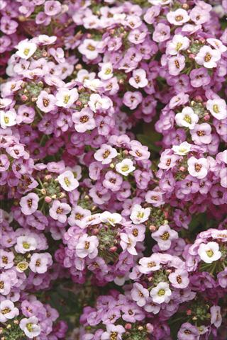 foto van een variëteit aan bloemen, te gebruiken als: Pot - en perkplant Alyssum maritimum Clear Crystal Lavender Shades