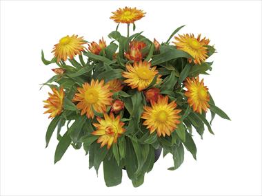 foto van een variëteit aan bloemen, te gebruiken als: Pot - en perkplant Helichrysum (Bracteantha) Dazette Electra
