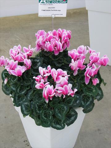 foto van een variëteit aan bloemen, te gebruiken als: Pot Cyclamen persicum Halios® Fantasia Fuchsia