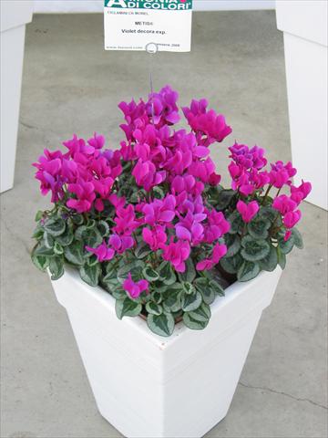 foto van een variëteit aan bloemen, te gebruiken als: Pot - en perkplant Cyclamen persicum Metis® Violet Decora