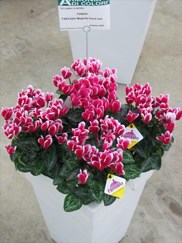 foto van een variëteit aan bloemen, te gebruiken als: Pot - en perkplant Cyclamen persicum Tianis® Fantasia Magenta Foncé