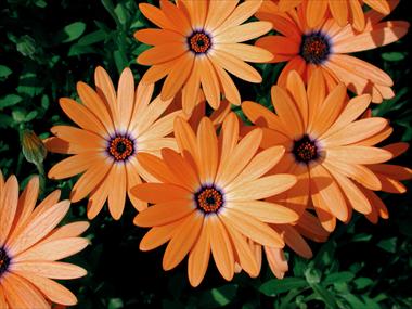 foto van een variëteit aan bloemen, te gebruiken als: Potplant, perkplant, patioplant Osteospermum Orange Symphony