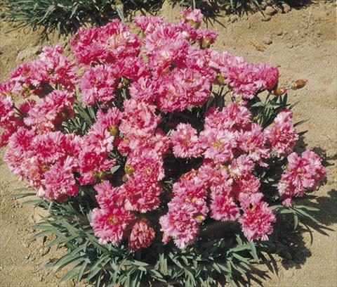 foto van een variëteit aan bloemen, te gebruiken als: Pot - en perkplant Dianthus plumarius Pink Tones