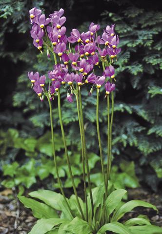 foto van een variëteit aan bloemen, te gebruiken als: Perkplant / Borders Dodecatheon meadia Goliath