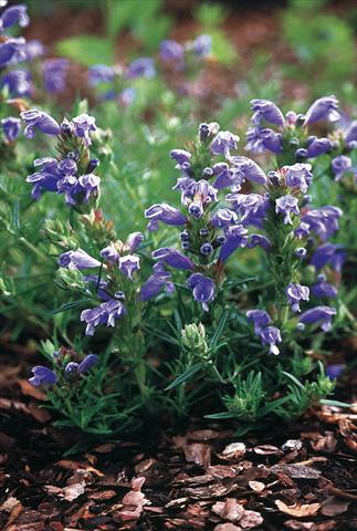 foto van een variëteit aan bloemen, te gebruiken als: Perkplant / Borders Draocephalum argunense Fuji Blue