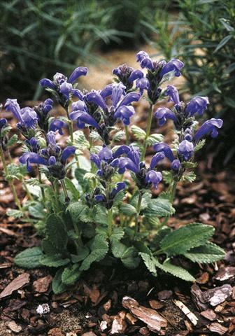 foto van een variëteit aan bloemen, te gebruiken als: Perkplant / Borders Draocephalum grandiflorum Altai Blue