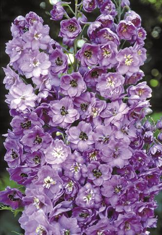 foto van een variëteit aan bloemen, te gebruiken als: Perkplant / Borders Delphinium elatum New Millennium Series Blushing Brides