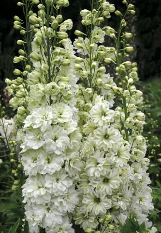 foto van een variëteit aan bloemen, te gebruiken als: Perkplant / Borders Delphinium elatum New Millennium Series Green Twist