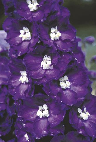 foto van een variëteit aan bloemen, te gebruiken als: Perkplant / Borders Delphinium elatum New Millennium Series Purple Passion